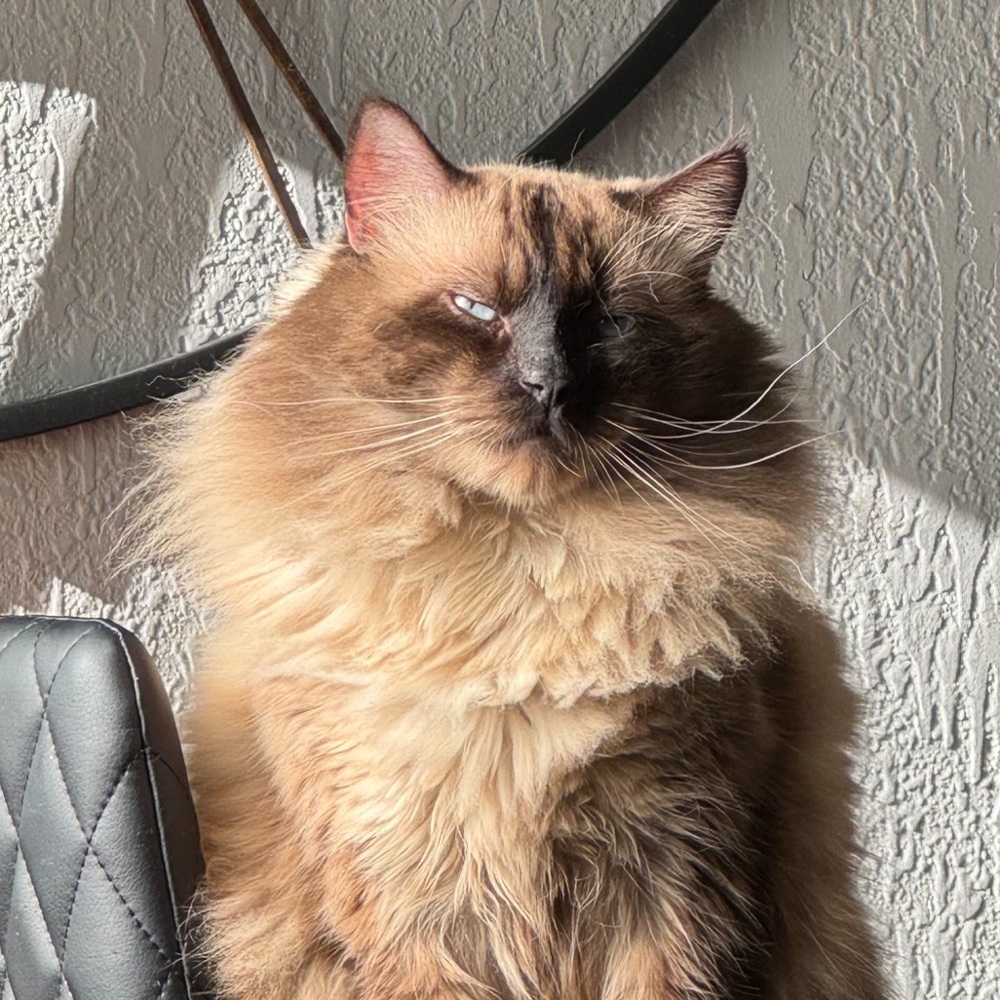 Meet your Posher, Dorian